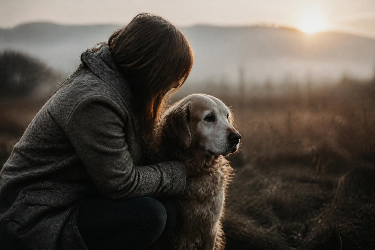 A dog owner and her senior golden retriever at sunrise