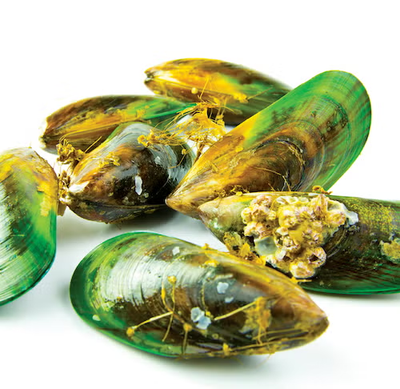 Green-Lipped Mussel