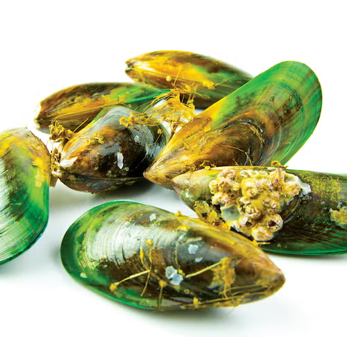 Green-Lipped Mussel