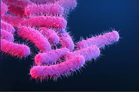 Bacillus velezensis (Calsporin®)
