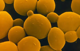 Yeast Cell Walls (Biolex® MB40)